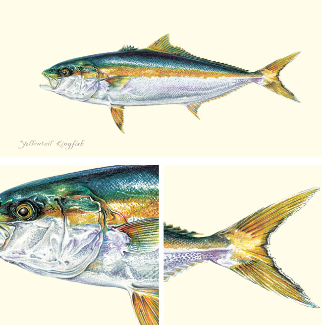 Kingfish