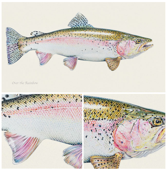 Rainbow Trout