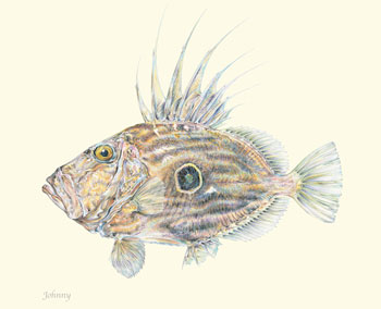 John Dory