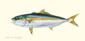Kingfish