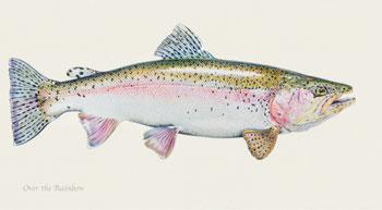 Rainbow Trout